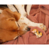Patch thermocollant Beagle - Calissone